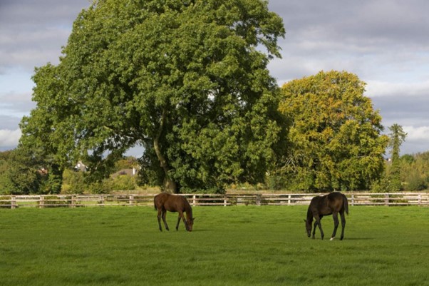 National Stud and Gardens, Kildare