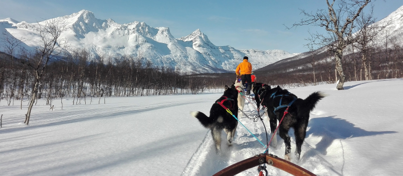 Utsikt fra hundeslede som trekkes gjennom snødekt landskap 