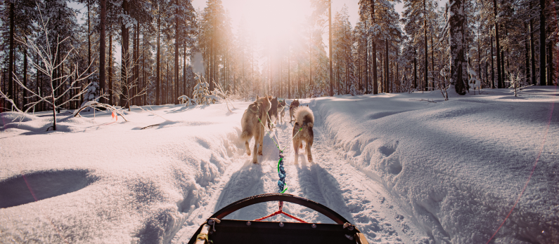 Dog sledding