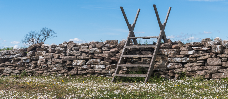 Blossom Bellis perennis