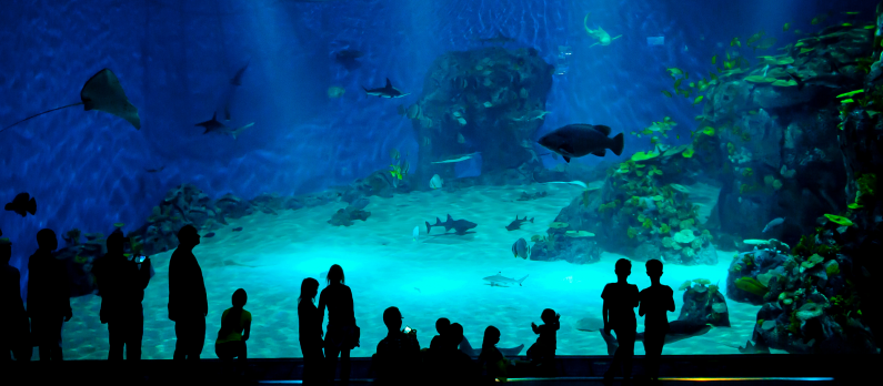 aquarium in Blue Planet National Aquarium Denmark